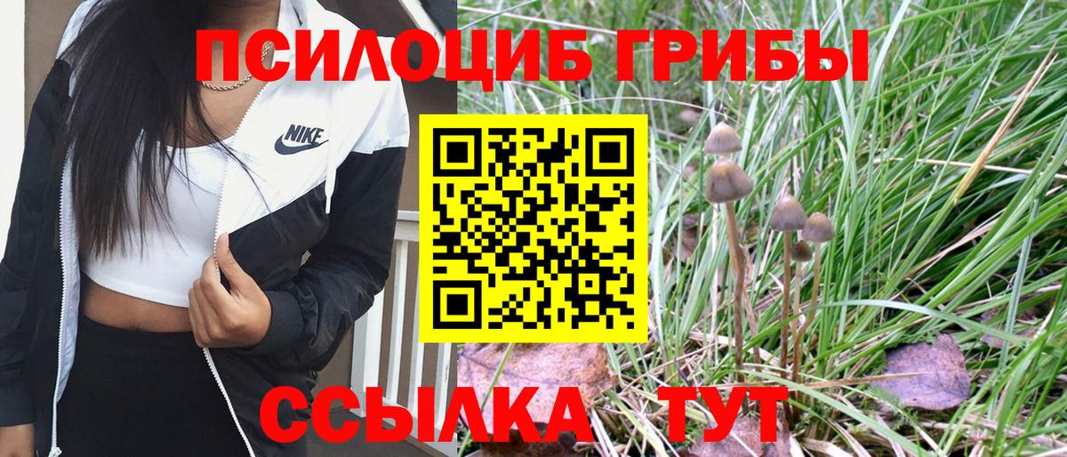 Славгород  Галлюциногенные грибы Psilocybe  Галлюциногенные грибы прущие грибы  Вход с VPN 